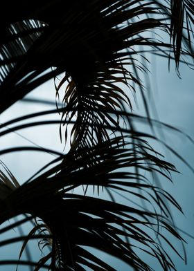 Palm tree leaves 1 
