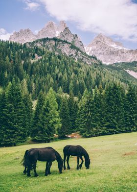 Horses In The Alps