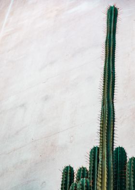 long cactus