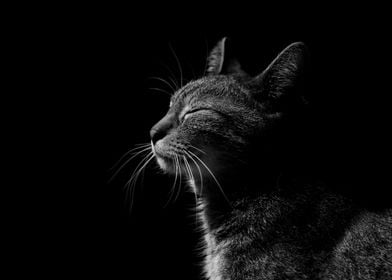 A Cat In Night