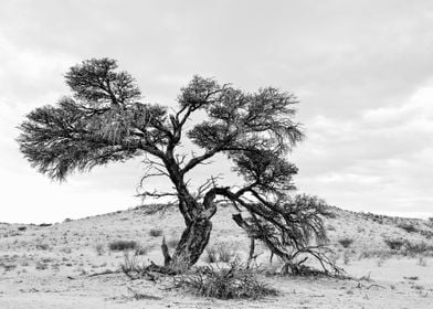 Tree Story B&W