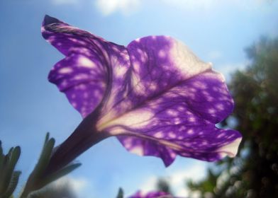 Violet Flowers 2