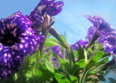 Violet Flowers 8