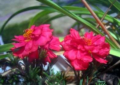 Fuschia Garden Flowers