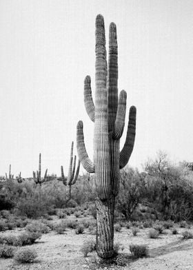 Arizona Cactus BW