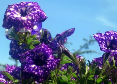 Violet Flowers 6