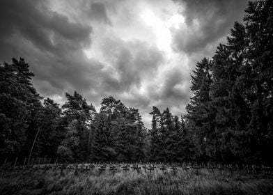 Abandoned Cemetery