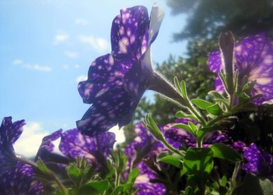 Violet Flowers 3