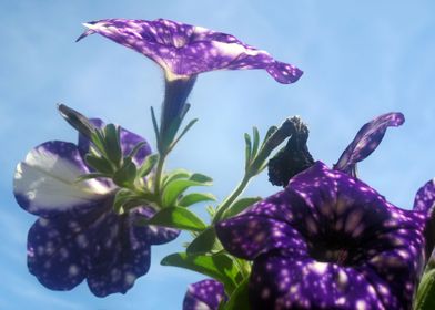 Violet Flowers 5