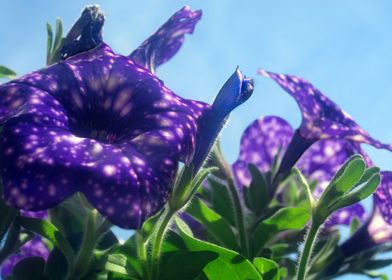 Violet Flowers 1