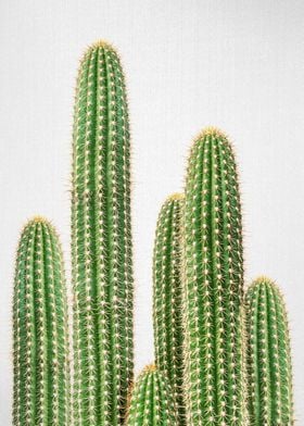 Cactus 2