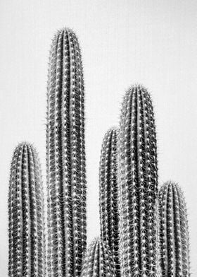 Cactus 2 BW