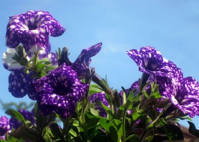 Violet Flowers 4