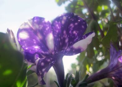 Violet Flower 7