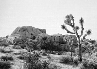 Arizona Desert