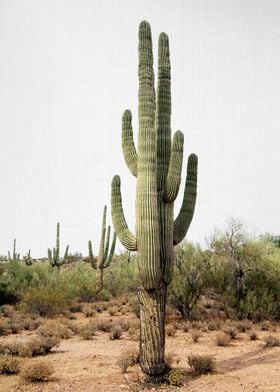 Arizona Cactus