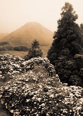 Landscape with hydrangeas