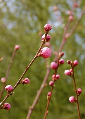 Blossom Buds