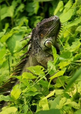 Guatemalan Black Iguana 