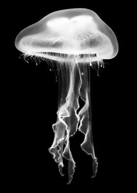 Black  and White Jellyfish