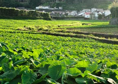 Taro field