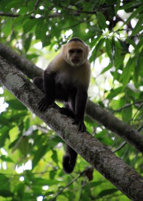 Capuchin Curiosity