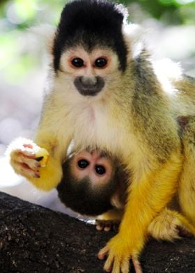 Capuchin Mum and Baby II