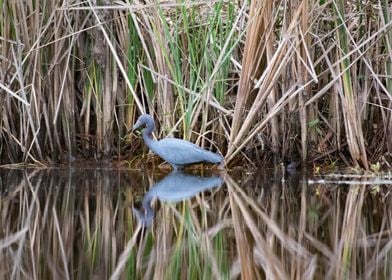 Blue Heron