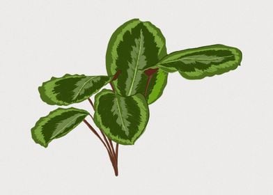 Calathea Botanical Art