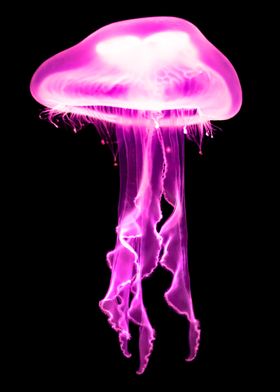 Pink Jellyfish