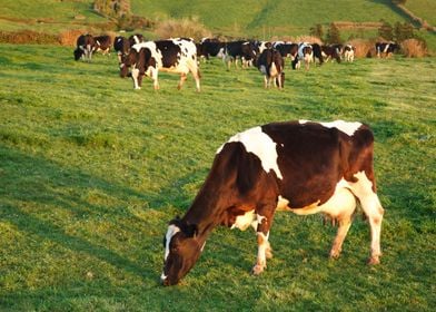 Holstein cattle