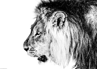 Male Lion B&W