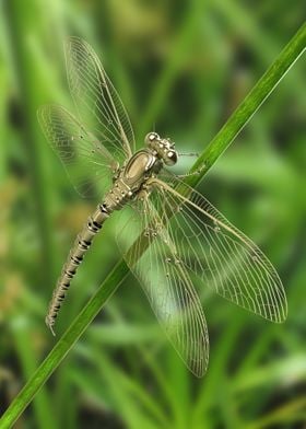 dragonfly2