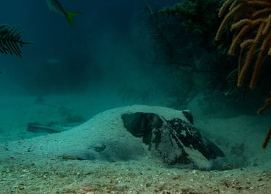 Sting Ray Sleeping