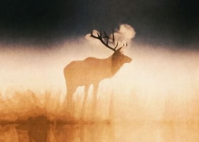 Deer on the night shore