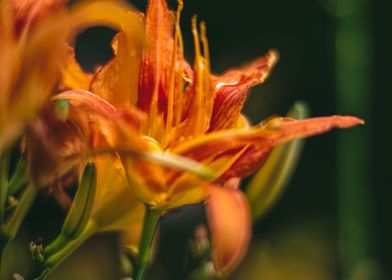 Orange Blooming Lily