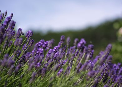 Violet Field