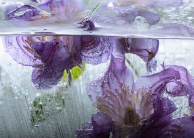 Clematis in ice 1