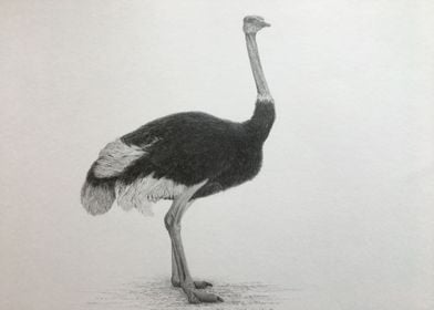 Serengeti ostrich