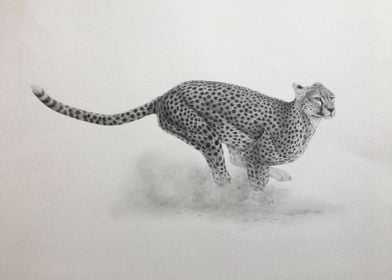 Serengeti cheetah