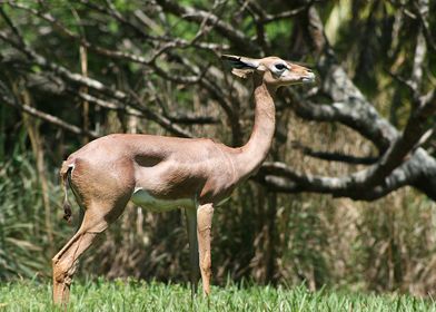 Gazelle Speed