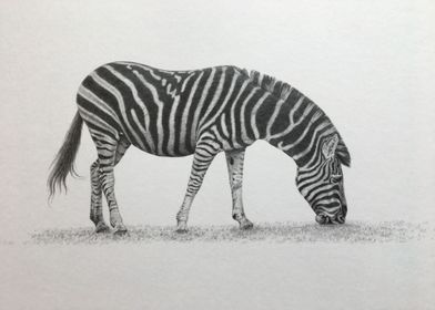 Serengeti zebra