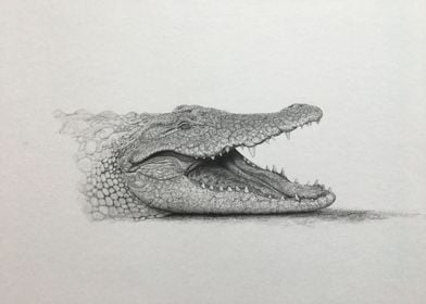 Serengeti crocodile