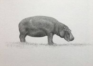 Serengeti hippo grazing