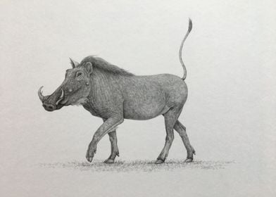 Serengeti warthog