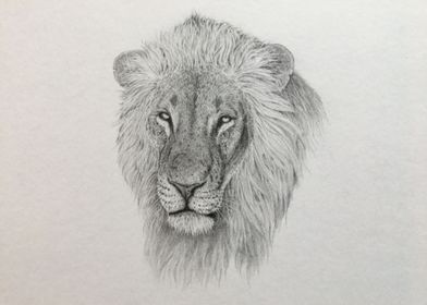 Serengeti lion