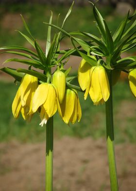 Summer flowers 