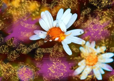 Beetle and spider on Daisy