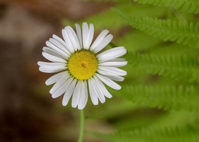 Daisy Among Ferns