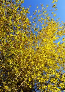 BAMBOO AND BLUE SKY